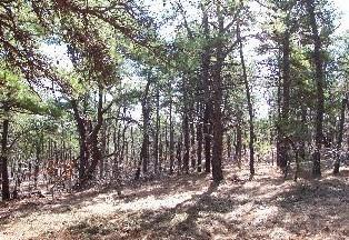 Wellfleet MA 02667