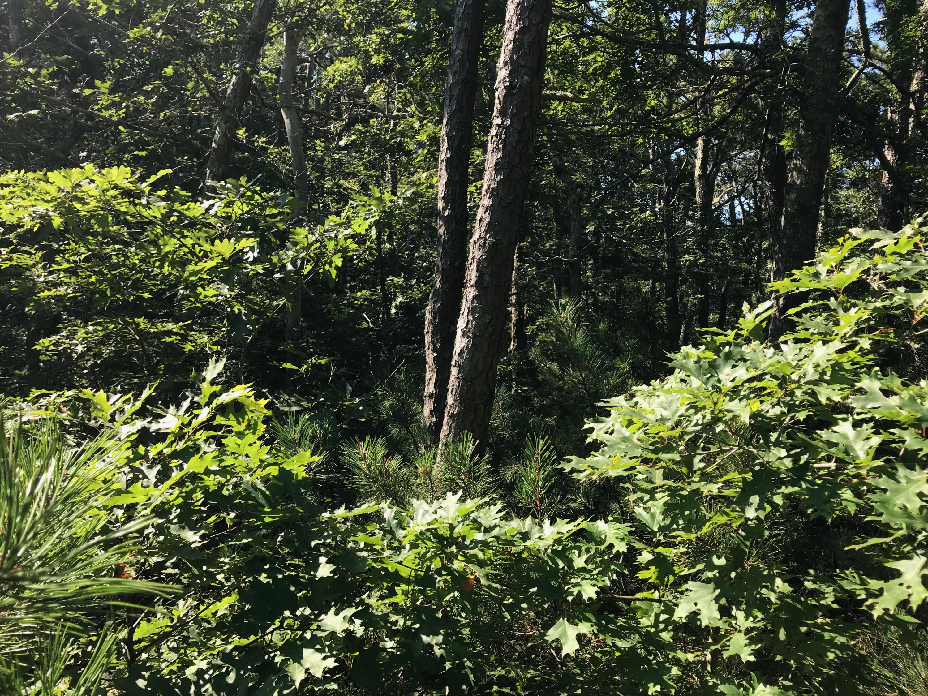 434 Old Bass River Road Dennis MA 02660